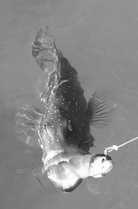 Coral trout can be tempted with plastics around the reefy edges.